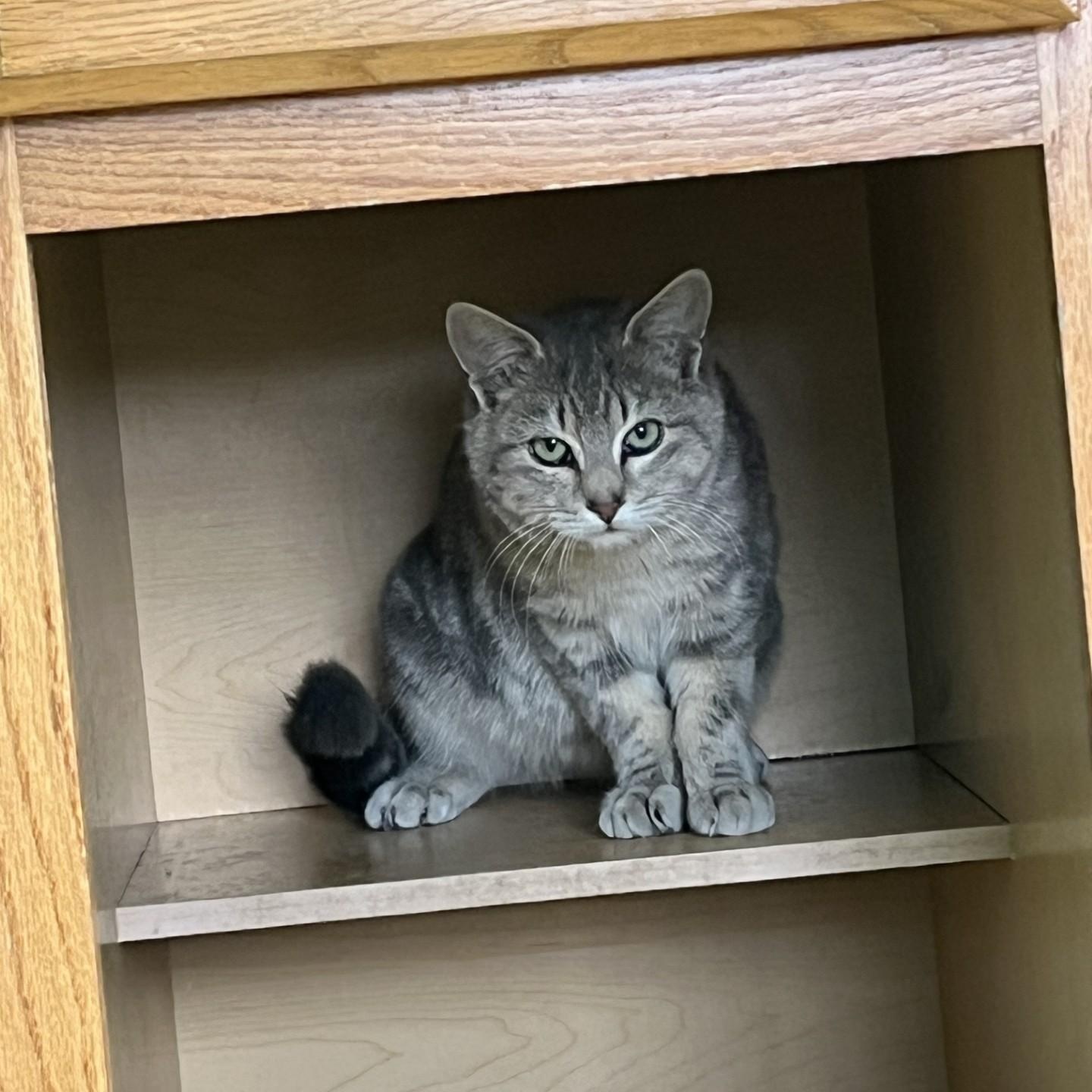 Chicken Sandwich, Adoptable, Young Male Domestic Short Hair.