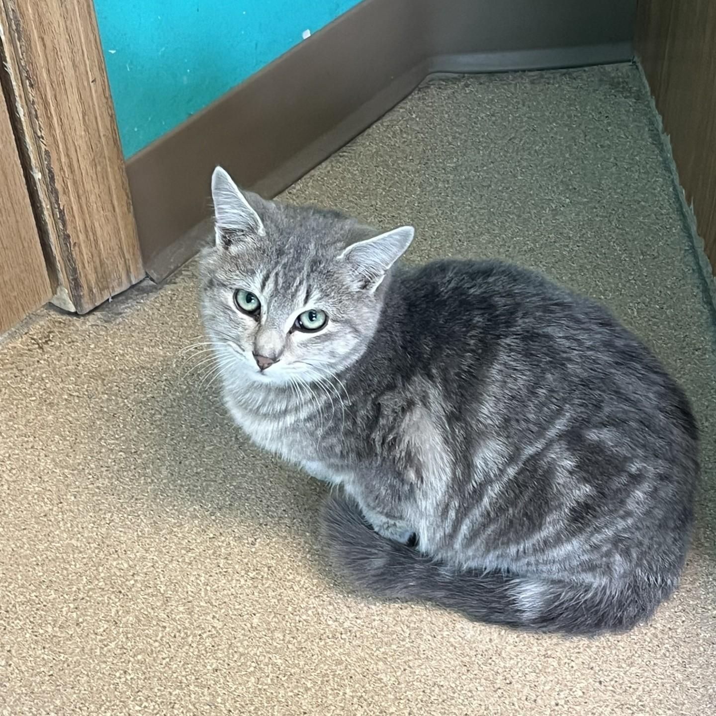 Enlarge Chicken Sandwich, a Adoptable Domestic Short Hair in Brookings, SD image 2/2