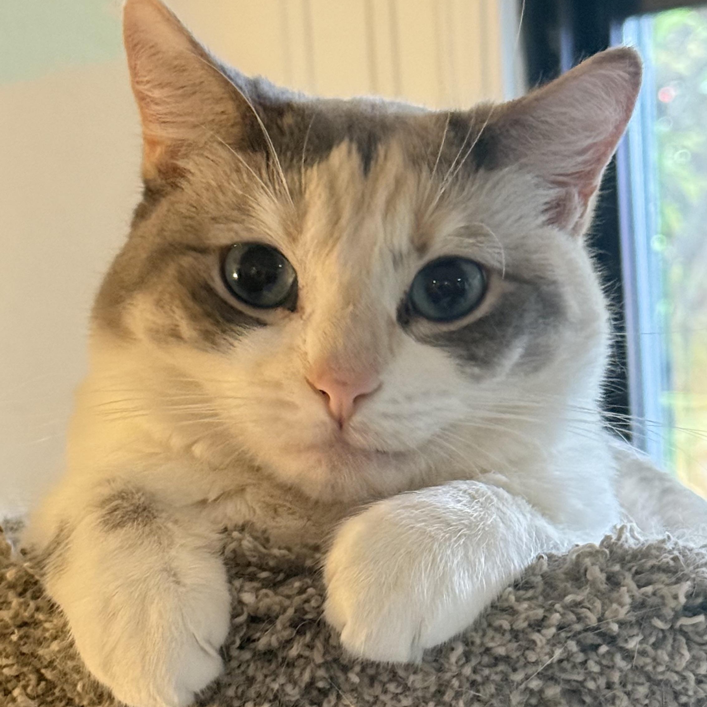 Jazz, Adoptable, Adult Female Siamese & Dilute Calico.