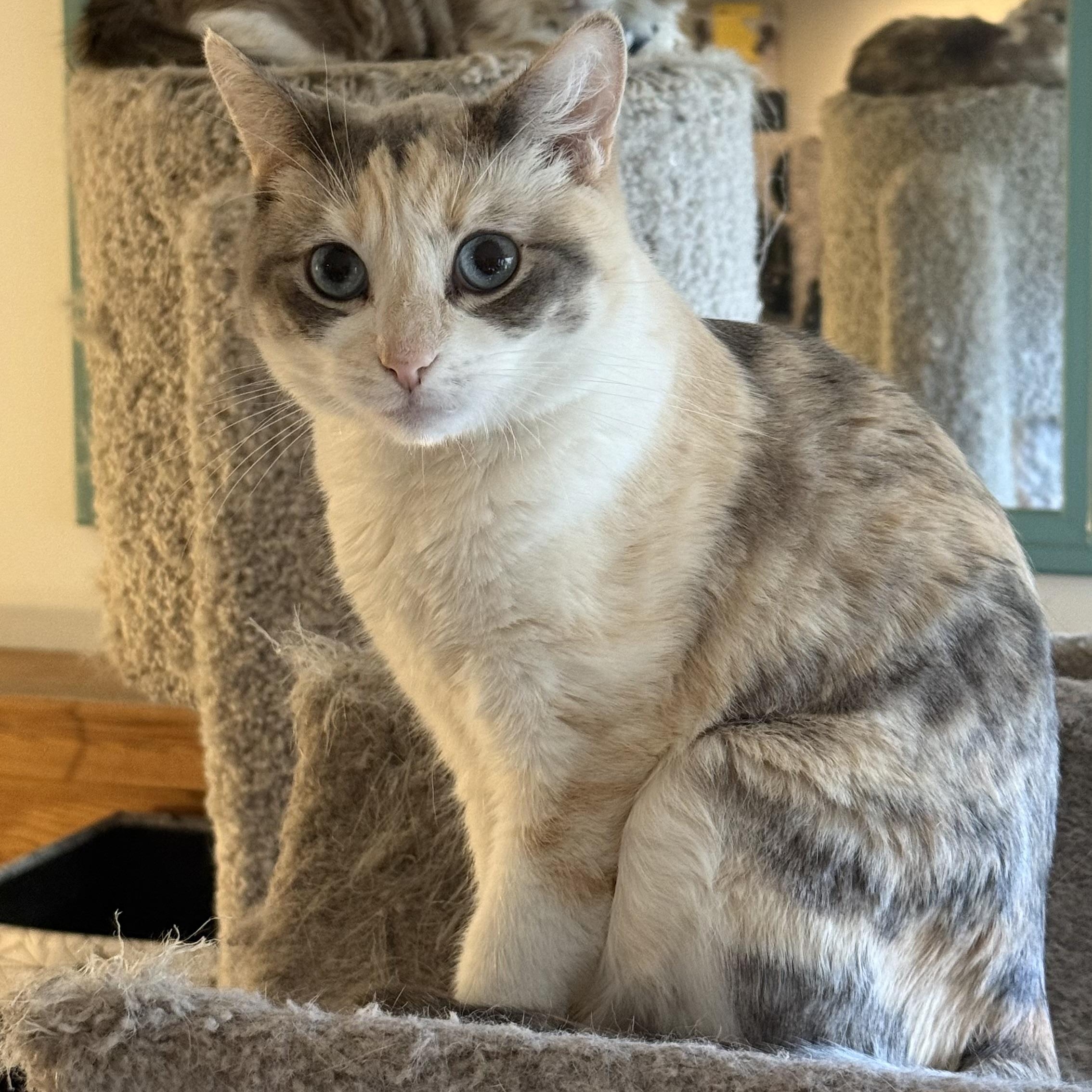 Jazz, Adoptable, Adult Female Dilute Calico & Domestic Short Hair.