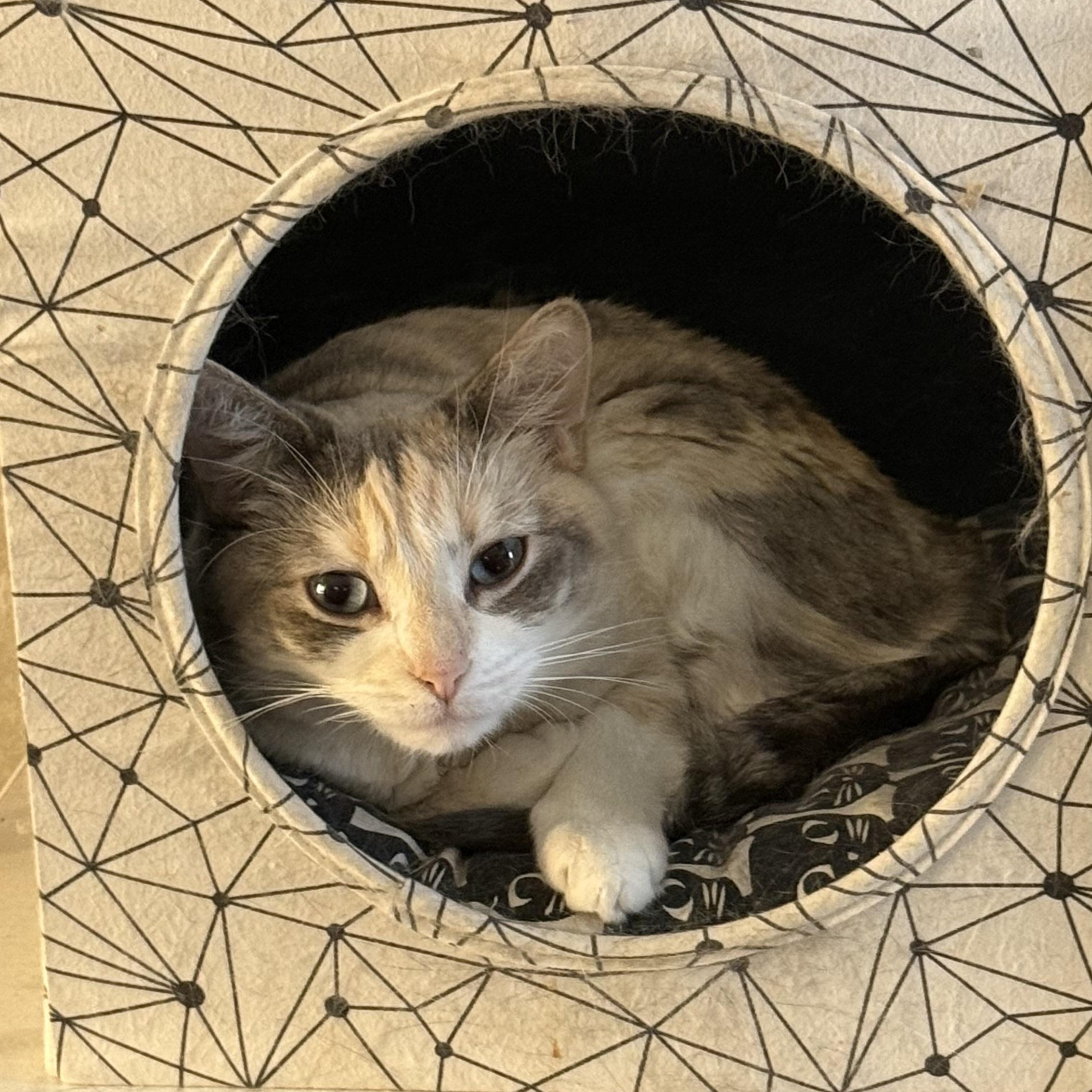 Jazz, a Adoptable mixed breed in Sherman Oaks, CA image 4/4