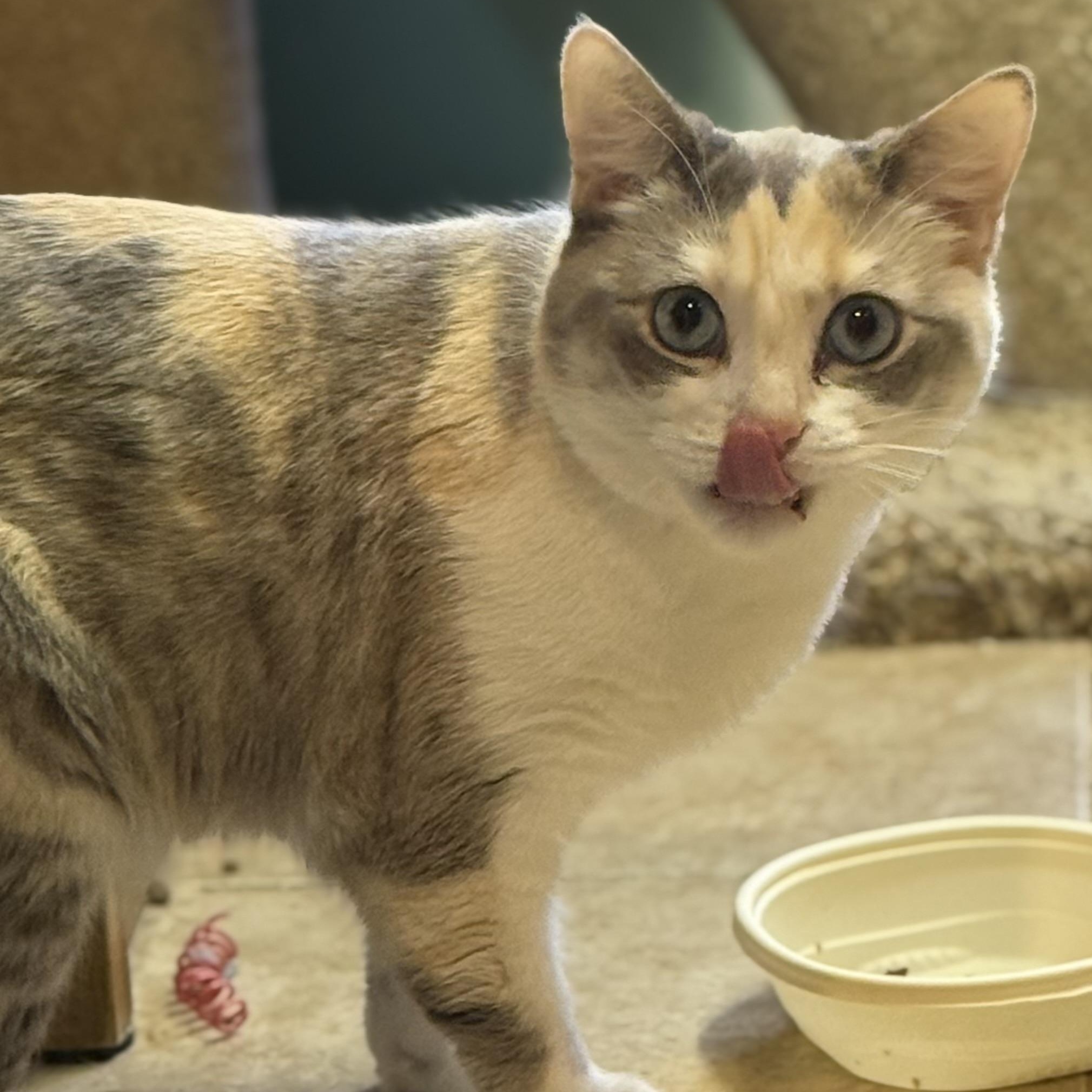 Enlarge Jazz, a Adoptable mixed breed in Sherman Oaks, CA image 6/6