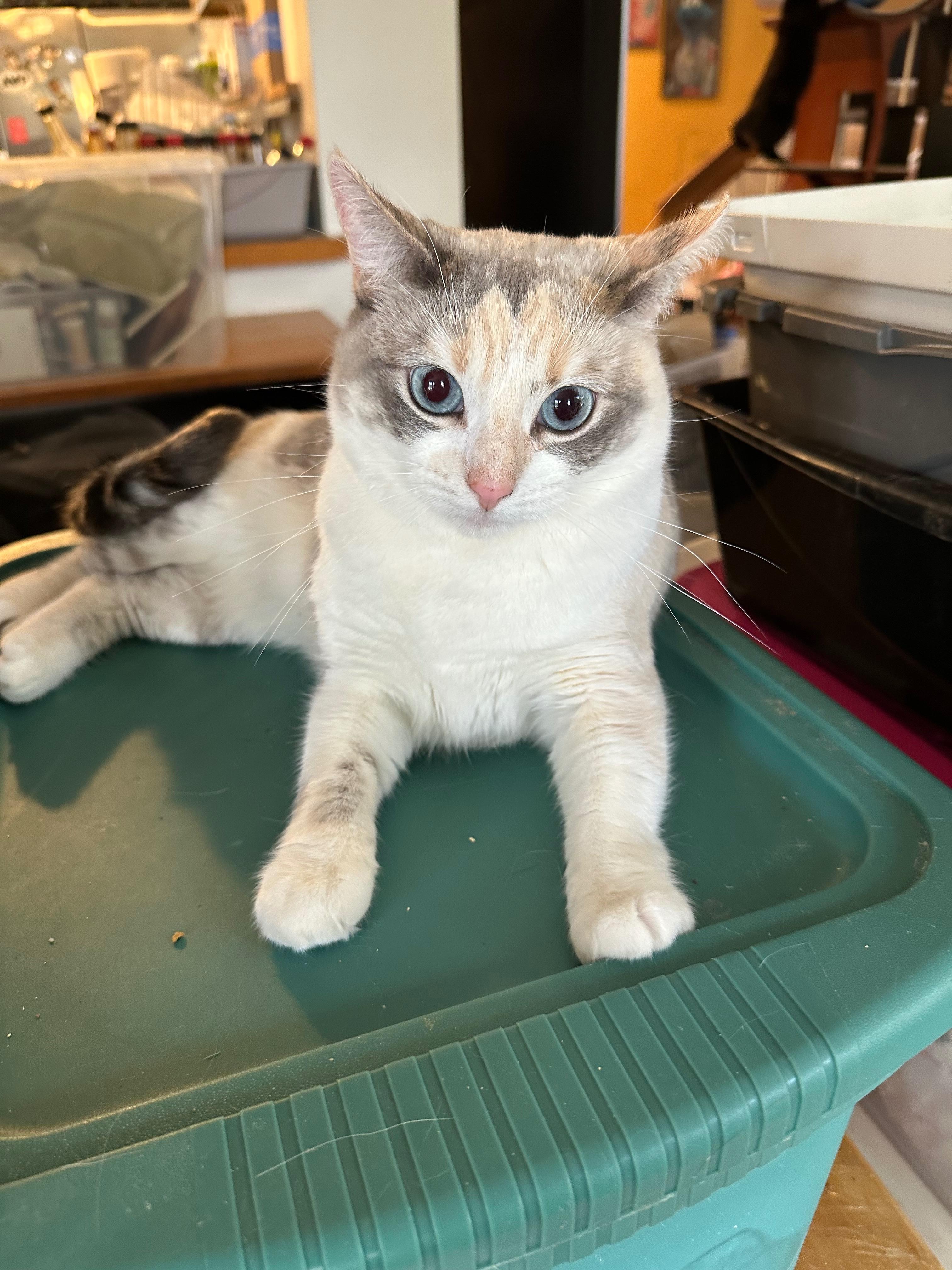 Jazz and Blues, a Adoptable mixed breed in Sherman Oaks, CA image 3/3
