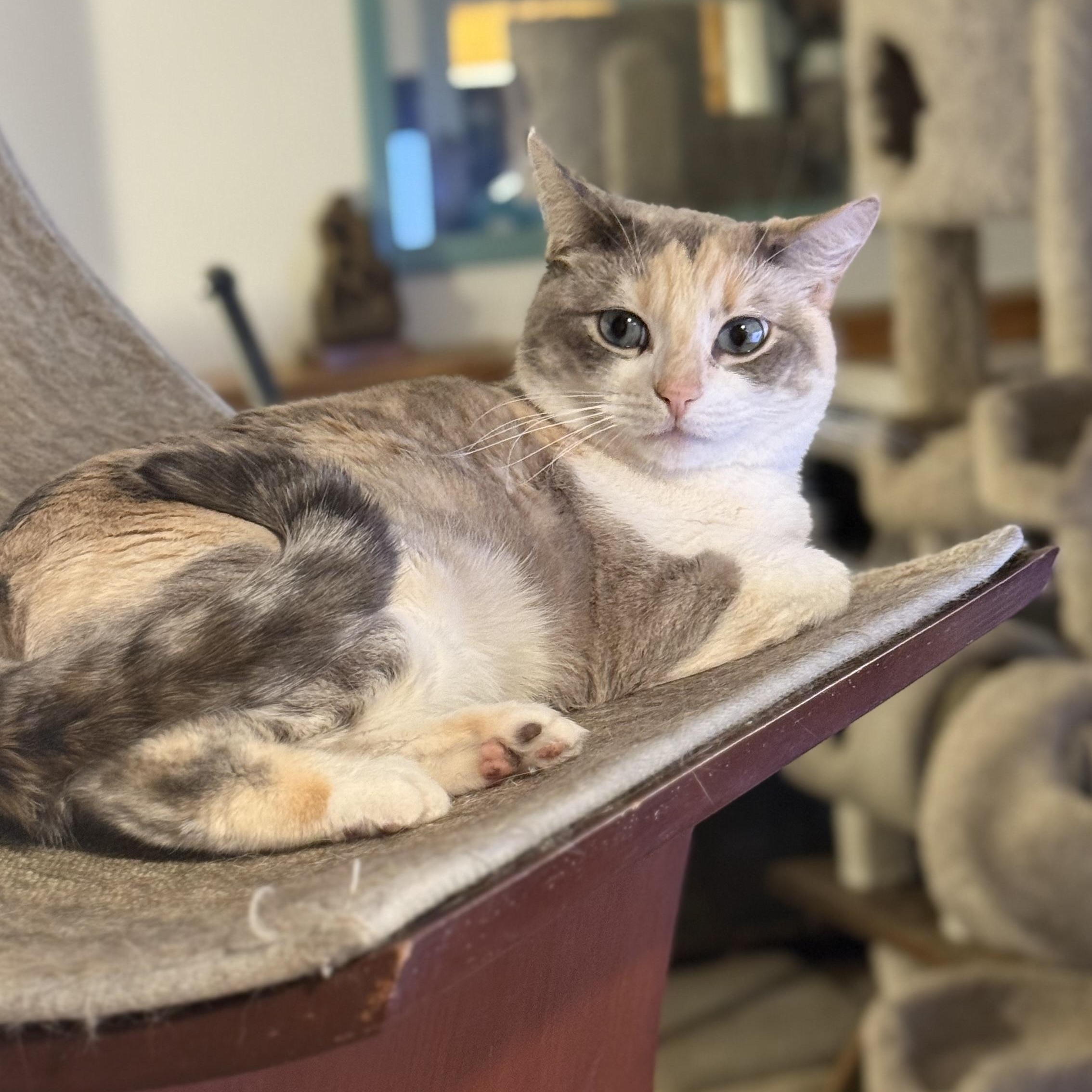 Enlarge Jazz, a Adoptable mixed breed in Sherman Oaks, CA image 2/6