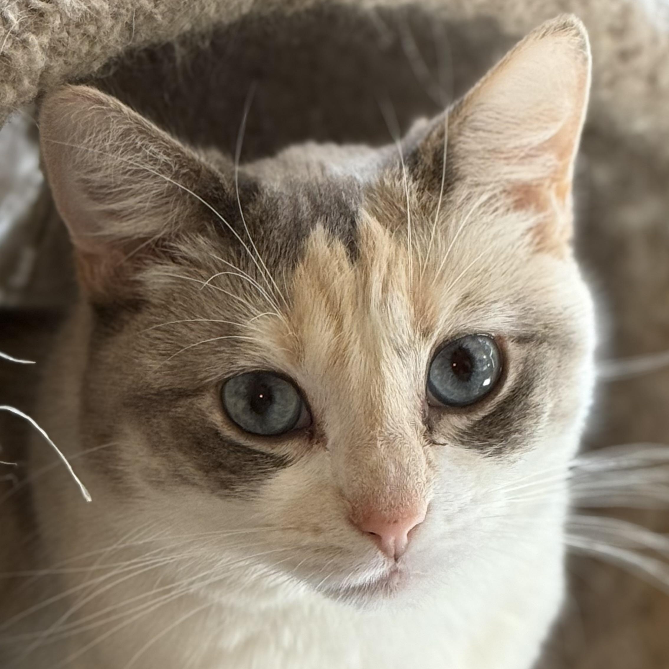 Jazz, Adoptable, Adult Female Dilute Calico & Calico.