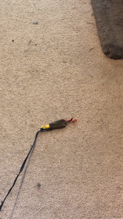 Enlarge Jazz, a Adoptable mixed breed in Sherman Oaks, CA video 2/6