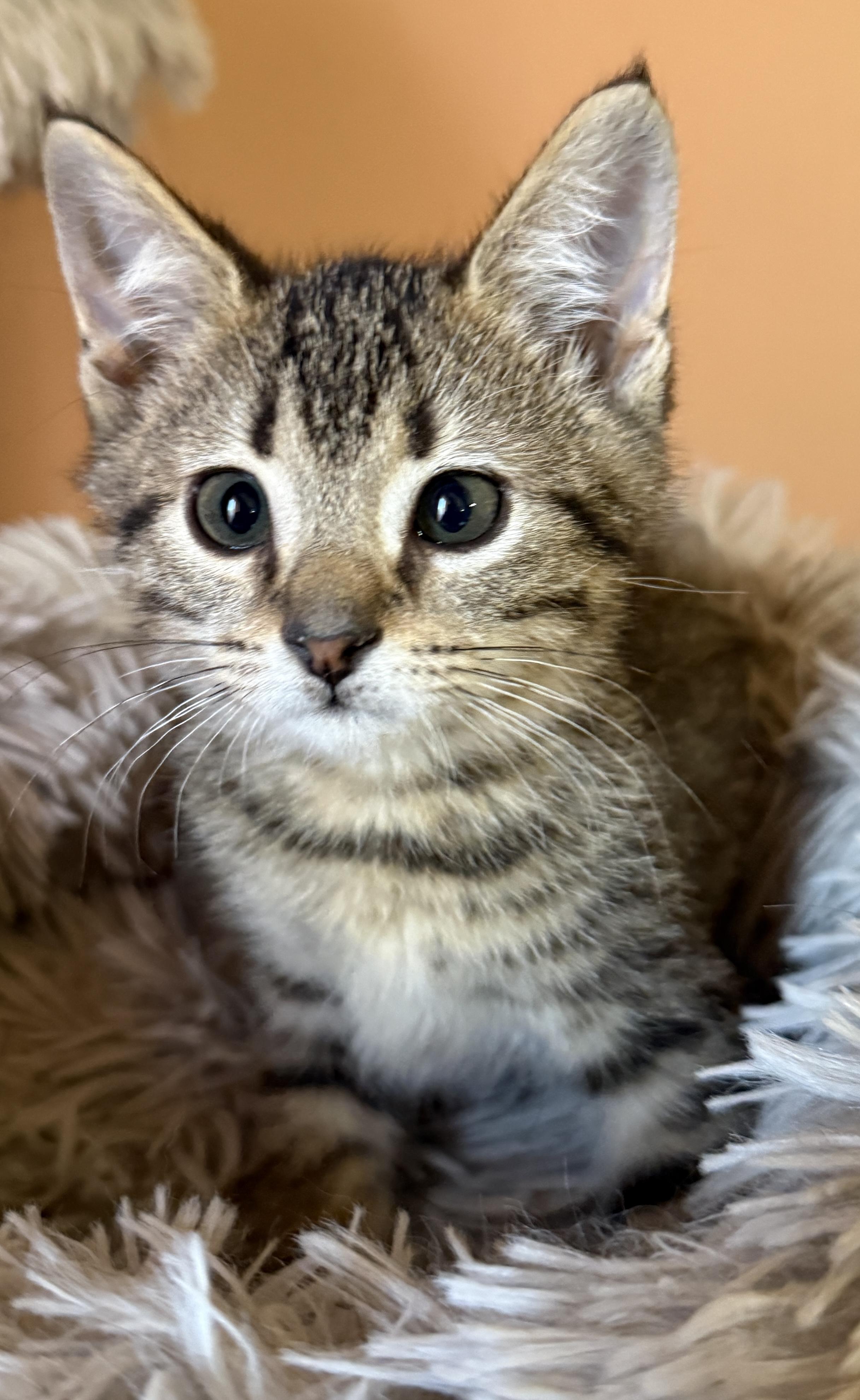 Smitty, Adoptable, Kitten Male Domestic Short Hair.