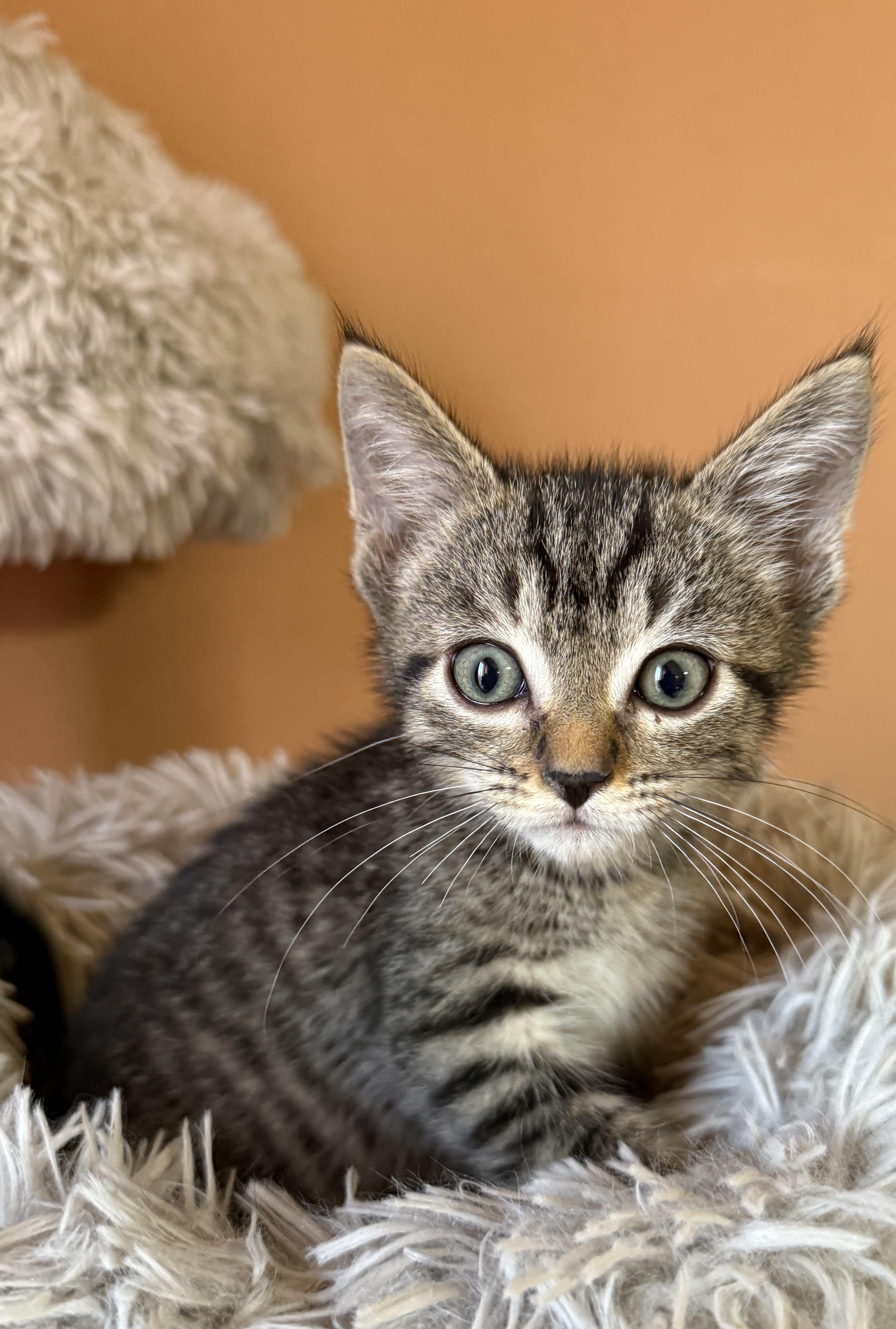 Smitty, a Adoptable Domestic Short Hair in South Elgin, IL image 2/3