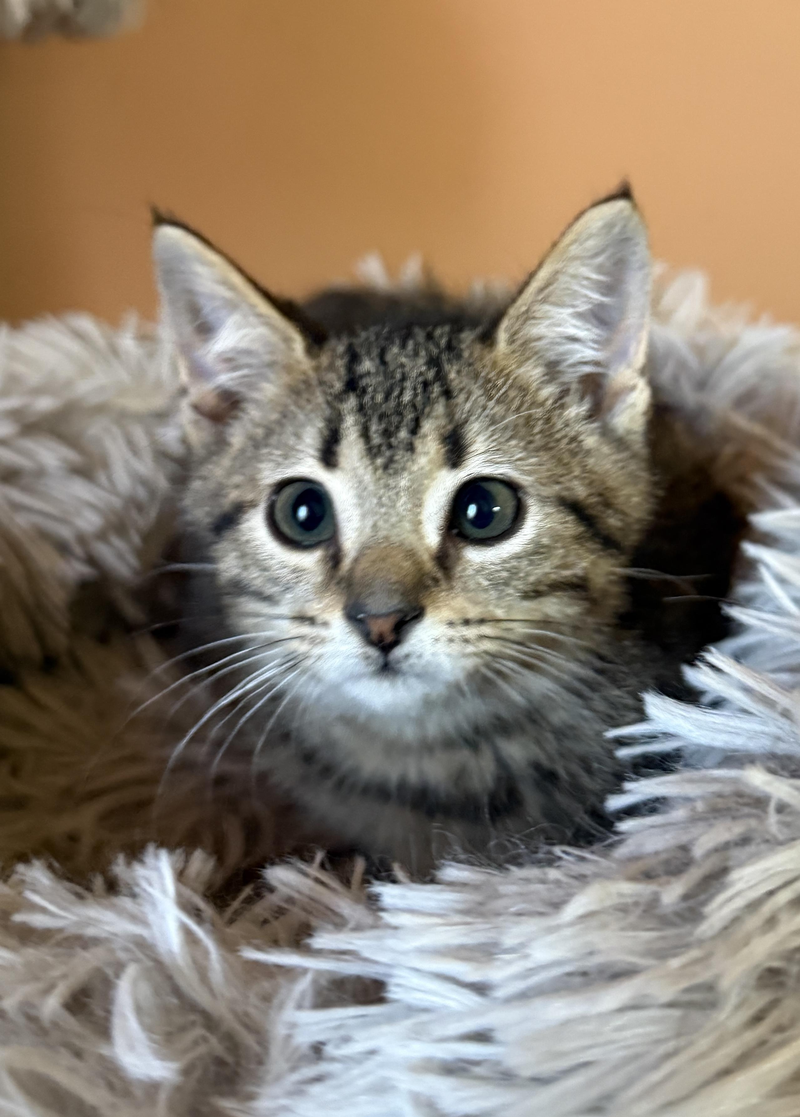 Smitty, a Adoptable Domestic Short Hair in South Elgin, IL image 3/3