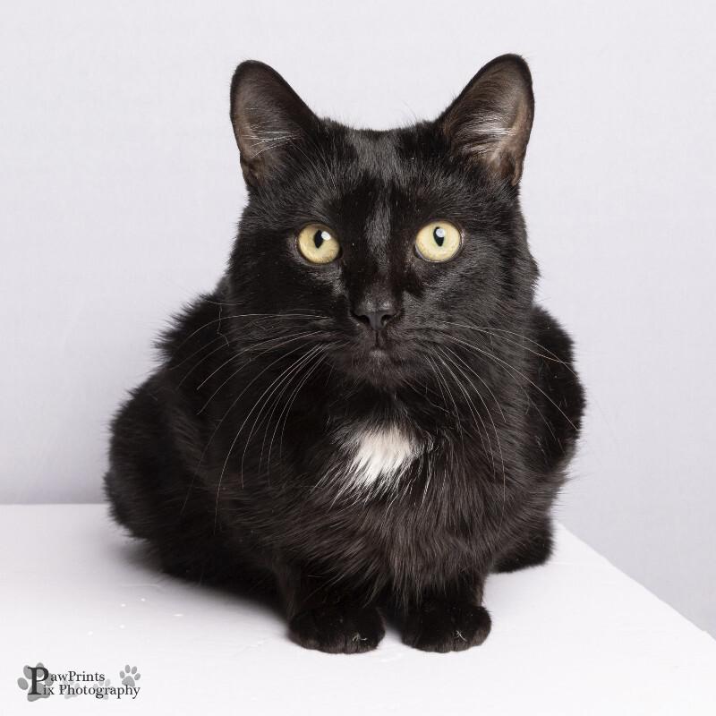 Orton, Adoptable, Adult Male Domestic Short Hair.
