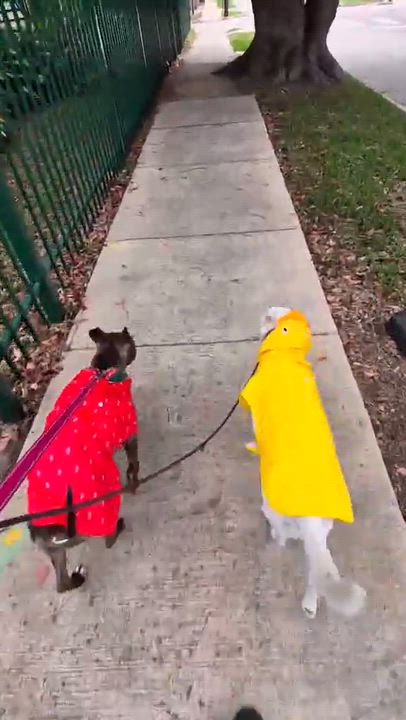 Enlarge Poppy, a Adoptable mixed breed in Kutztown , PA video 6/6