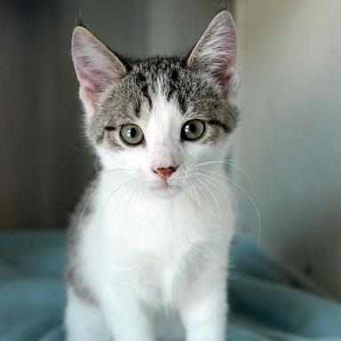 Ginny, Adoptable, Kitten Female Domestic Short Hair.