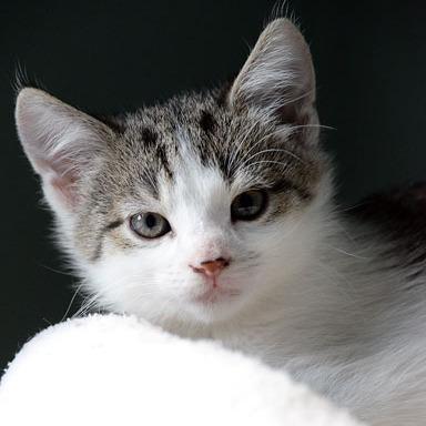 Enlarge Ginny, a Adoptable Domestic Short Hair in Fort Leavenworth, KS image 2/4
