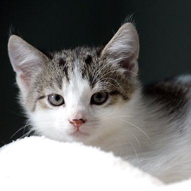 Enlarge Ginny, a Adoptable Domestic Short Hair in Fort Leavenworth, KS image 3/4