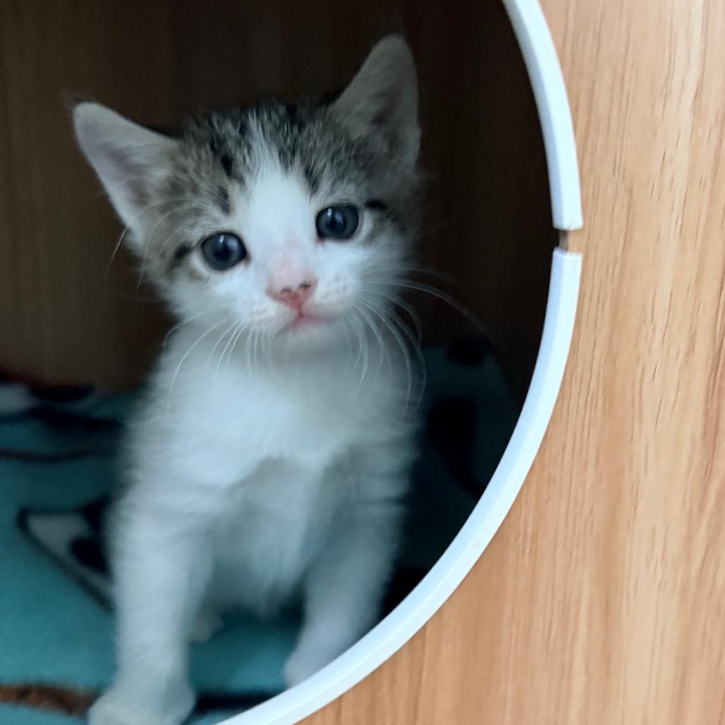 Enlarge Ginny, a Adoptable Domestic Short Hair in Fort Leavenworth, KS image 4/4