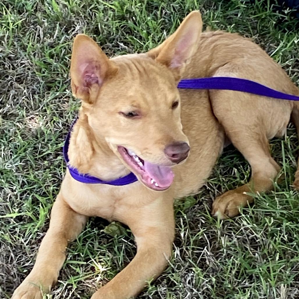 Clove, Adoptable, Puppy Male Catahoula Leopard Dog & Mixed Breed.