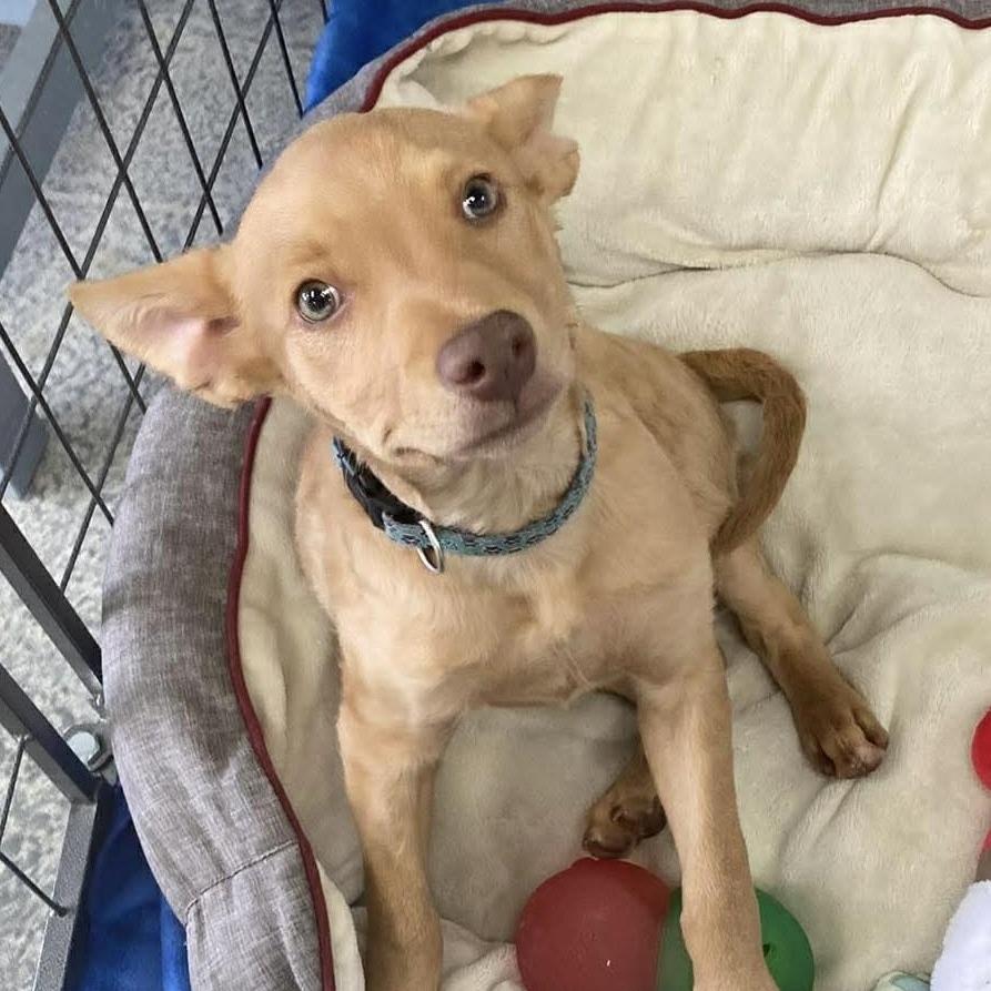 Clove, Adoptable, Puppy Male Catahoula Leopard Dog.