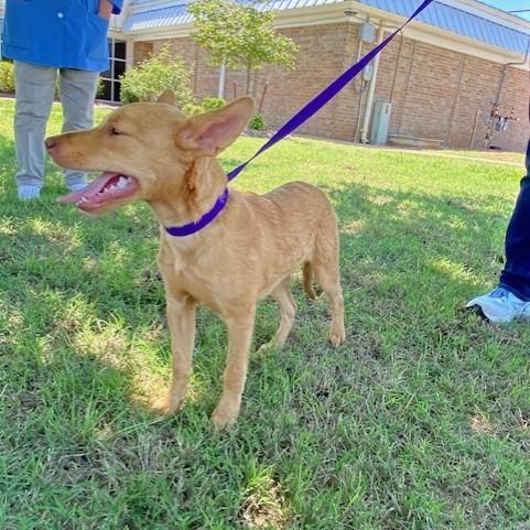 Clove, a Adoptable mixed breed in Duncan, OK image 2/4