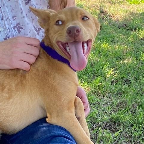 Clove, a Adoptable mixed breed in Duncan, OK image 3/4
