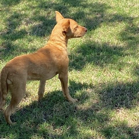 Clove, a Adoptable mixed breed in Duncan, OK image 4/4