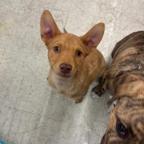 Enlarge Clove, a Adoptable mixed breed in Duncan, OK image 2/3