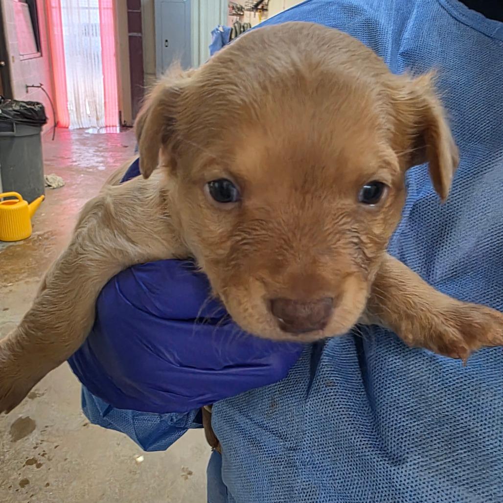 Enlarge Clove, a Adoptable mixed breed in Duncan, OK image 3/3
