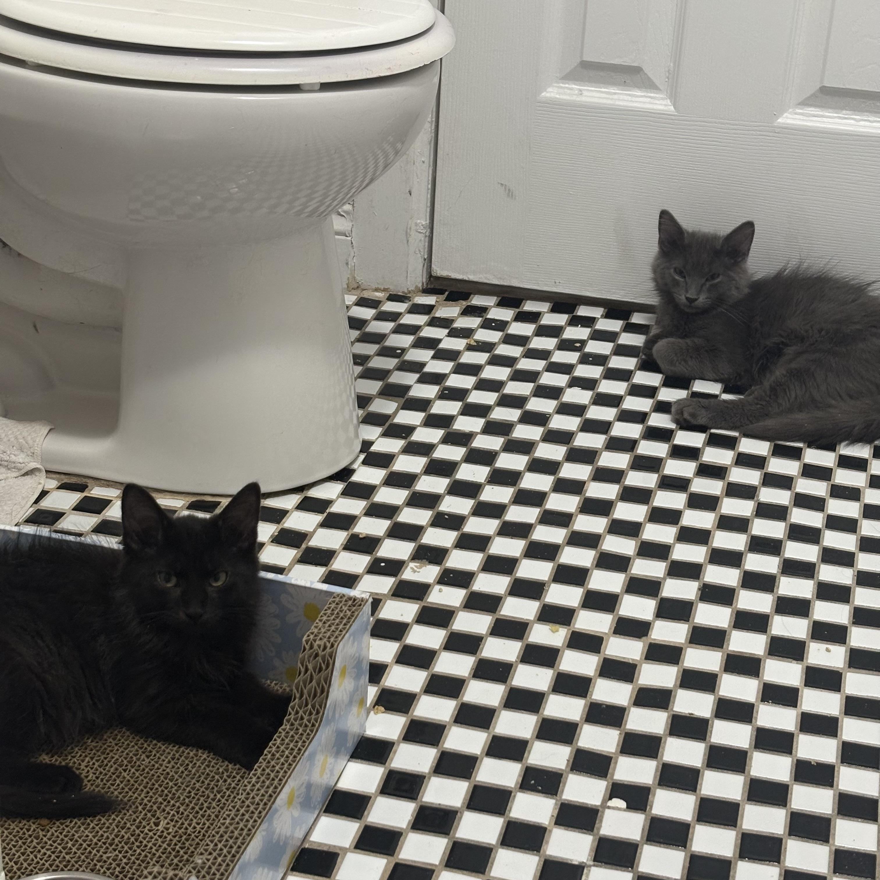 Polaroid and Kodak, a ADOPTABLE Domestic Long Hair in Brooklyn, NY image 3/3