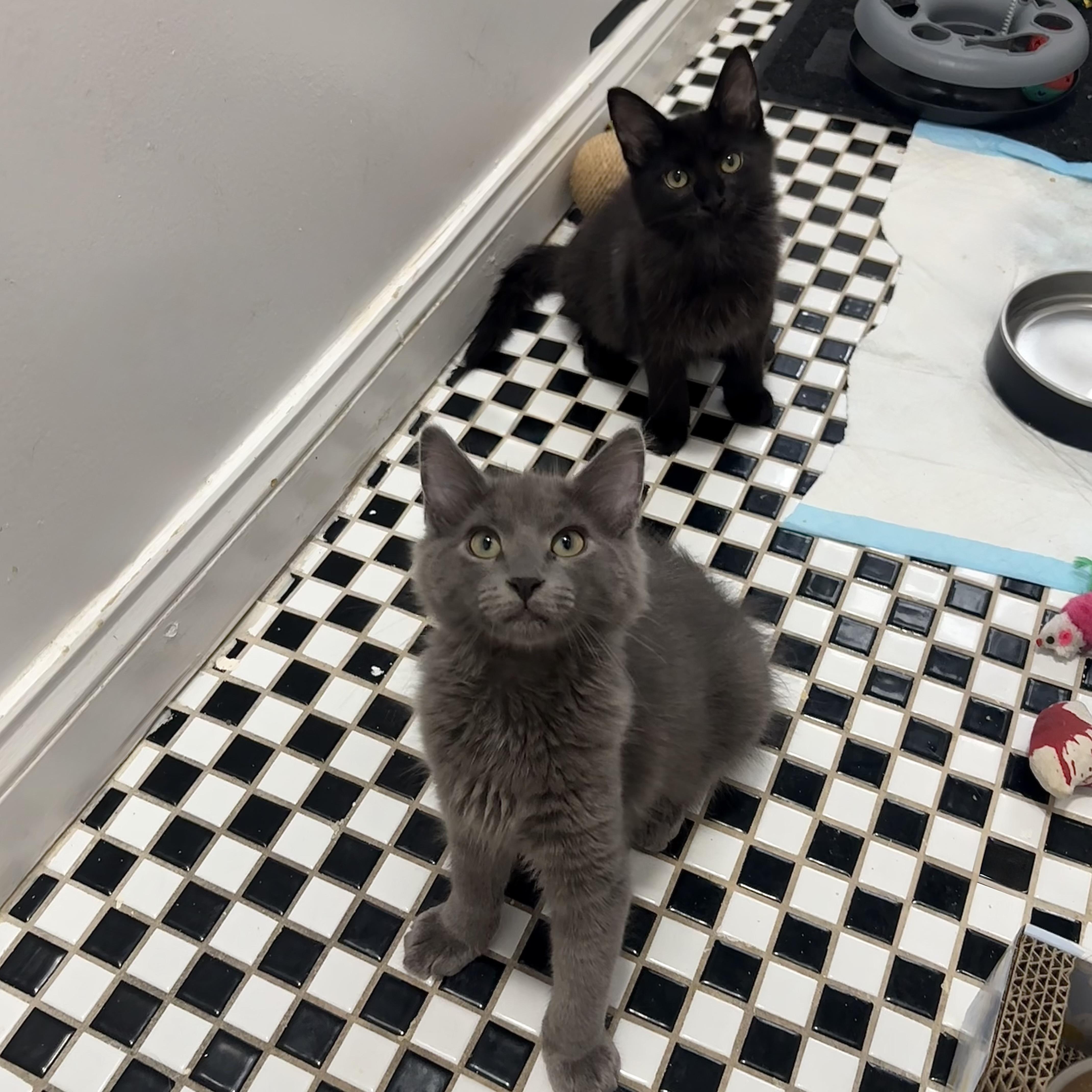 Polaroid and Kodak, a ADOPTABLE Domestic Long Hair in Brooklyn, NY image 1/3
