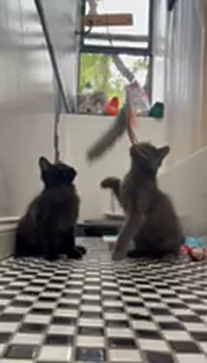 Enlarge Polaroid and Kodak, a ADOPTABLE Domestic Long Hair in Brooklyn, NY video 2/3