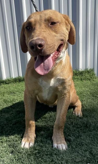 Thaddeus, Adoptable, Young Male Hound.