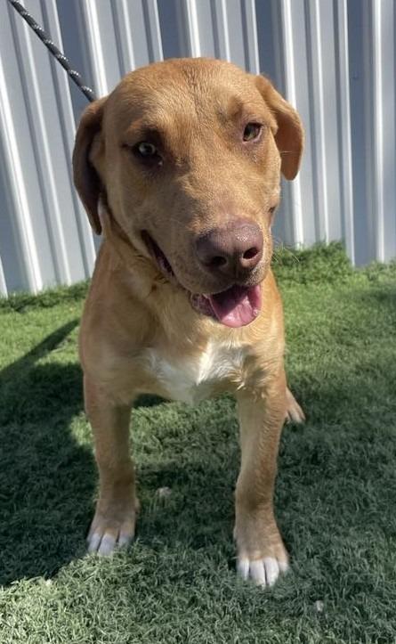 Thaddeus, a Adoptable mixed breed in Murphysboro, IL image 2/6