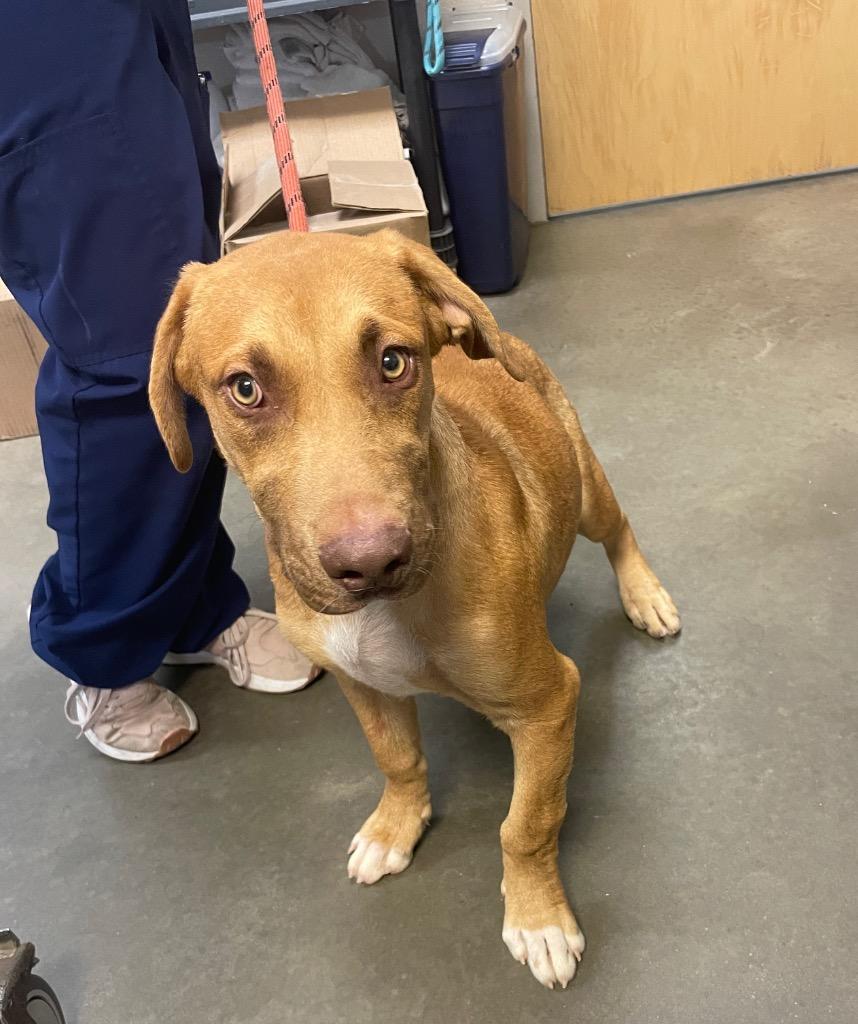 Thaddeus, a Adoptable mixed breed in Murphysboro, IL image 3/6