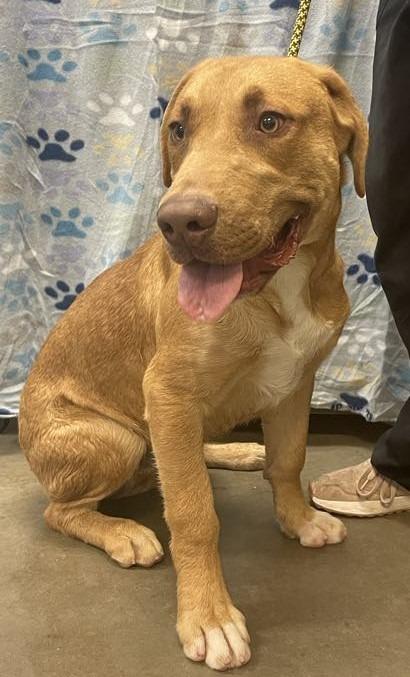 Thaddeus, a Adoptable mixed breed in Murphysboro, IL image 4/6