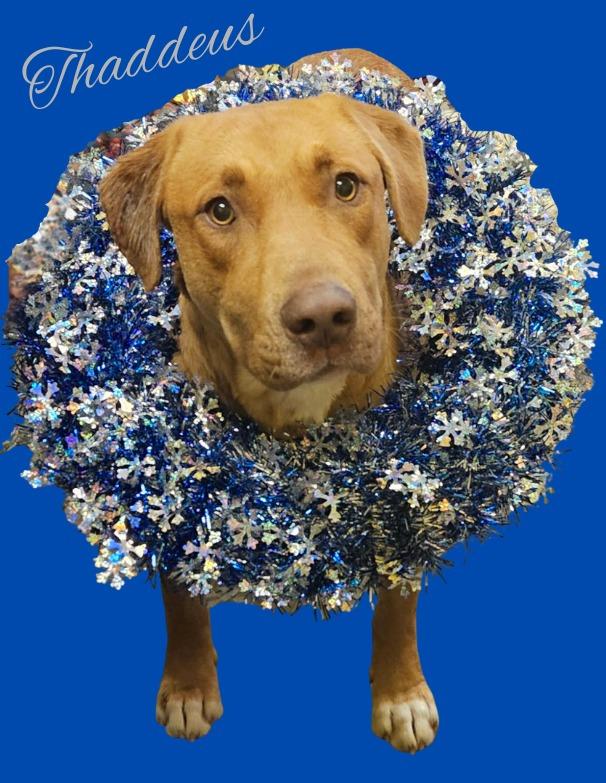 Thaddeus, a Adoptable mixed breed in Murphysboro, IL image 5/6