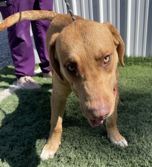 Thaddeus, a Adoptable mixed breed in Murphysboro, IL image 6/6