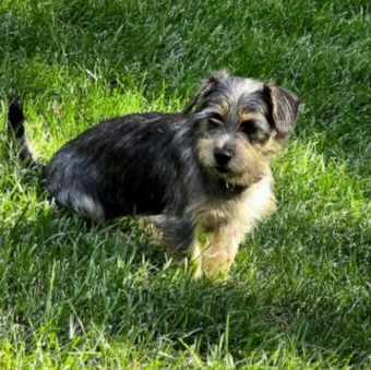 Enlarge Utterly Adorable Ursula, a ADOPTABLE mixed breed in Springfield, VA image 3/5