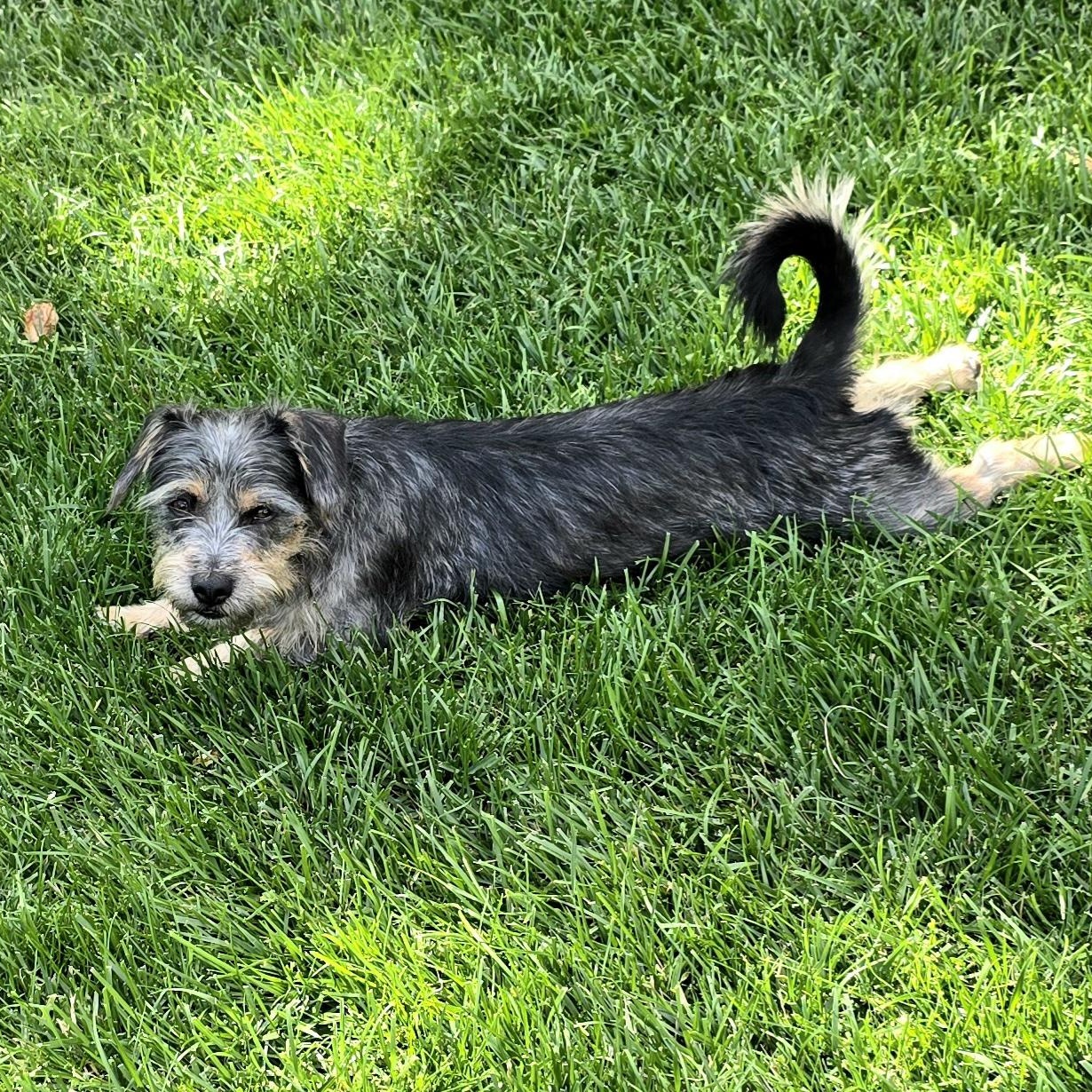 Enlarge Utterly Adorable Ursula, a ADOPTABLE mixed breed in Springfield, VA image 2/5