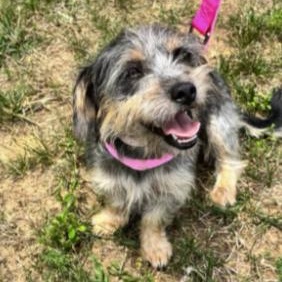 Enlarge Utterly Adorable Ursula, a ADOPTABLE mixed breed in Springfield, VA image 4/5