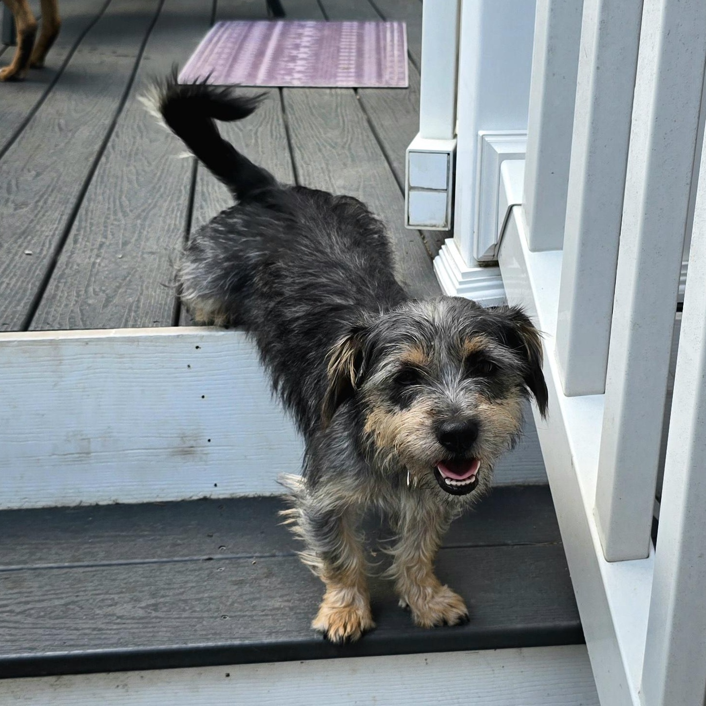 Enlarge Utterly Adorable Ursula, a ADOPTABLE mixed breed in Springfield, VA image 1/5