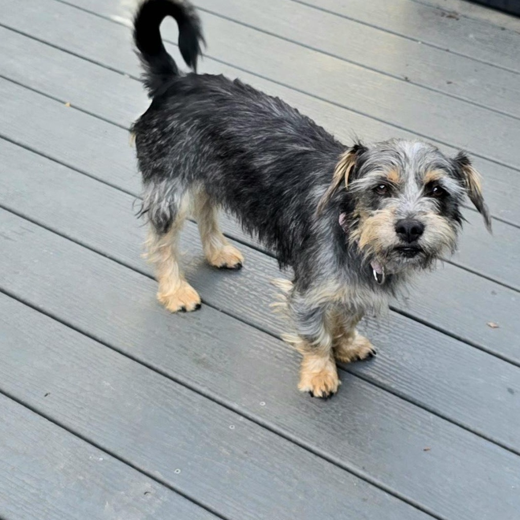 Enlarge Utterly Adorable Ursula, a ADOPTABLE mixed breed in Springfield, VA image 5/5
