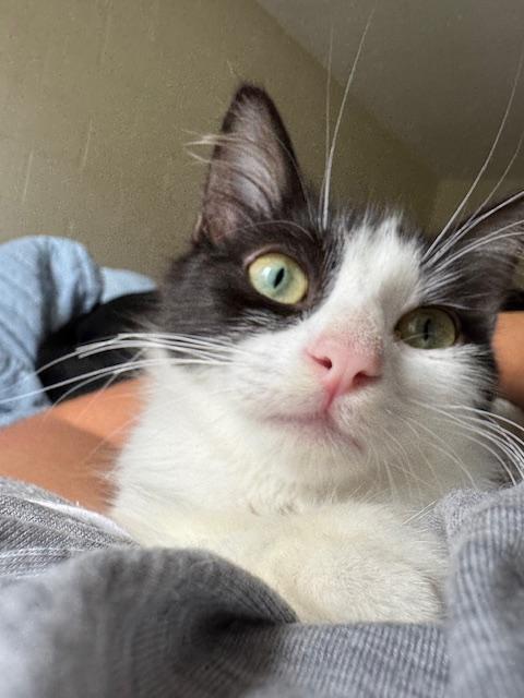 Dusty, a Adoptable Domestic Medium Hair in Mililani, HI image 2/6