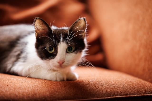 Dusty, Adoptable, Young Male Domestic Medium Hair.