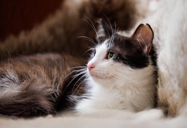 Dusty, a Adoptable Domestic Medium Hair in Mililani, HI image 6/6