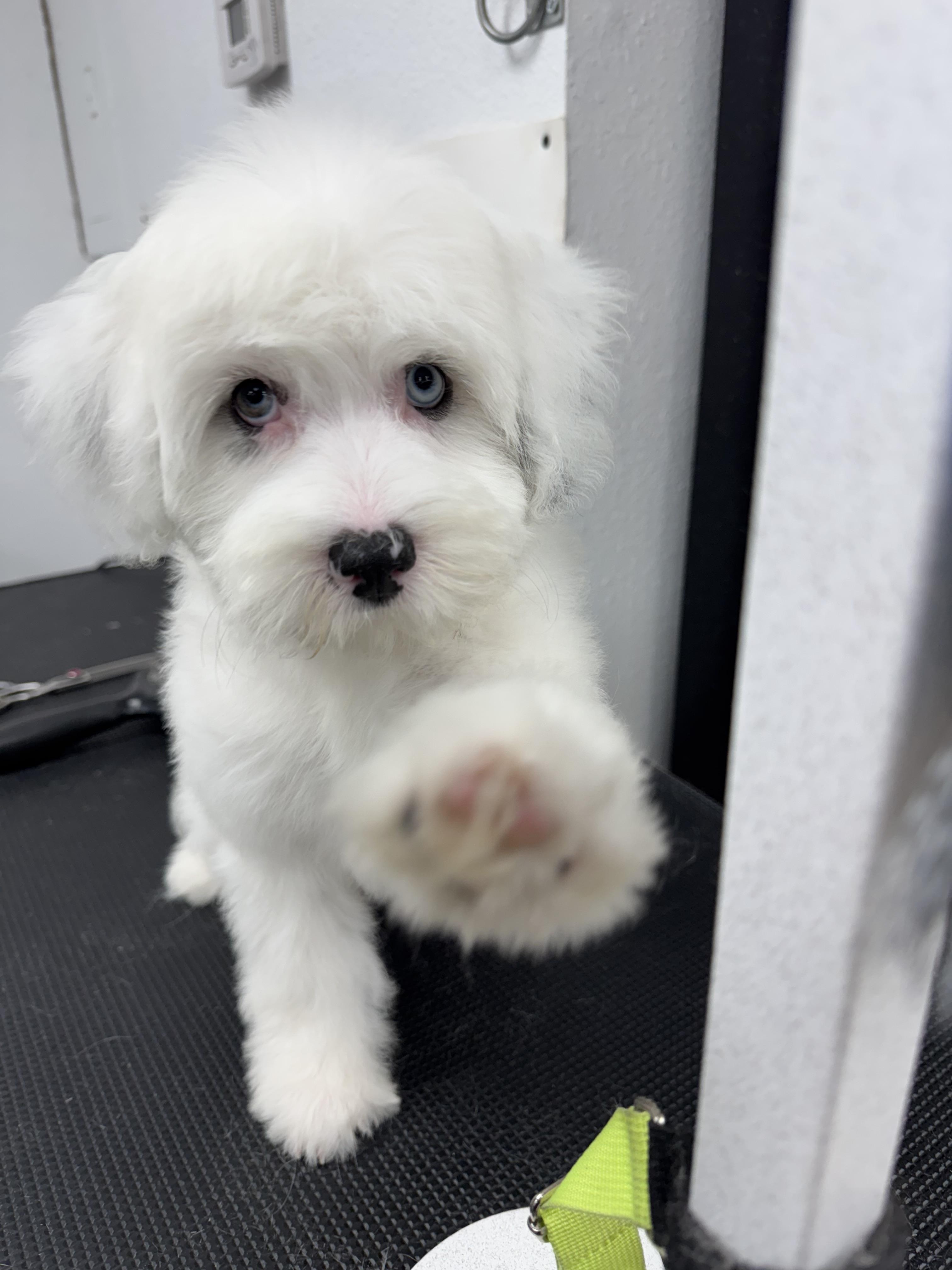 Sploot, an adoptable Aussiedoodle in ontario, CA, 91762 | Photo Image 1