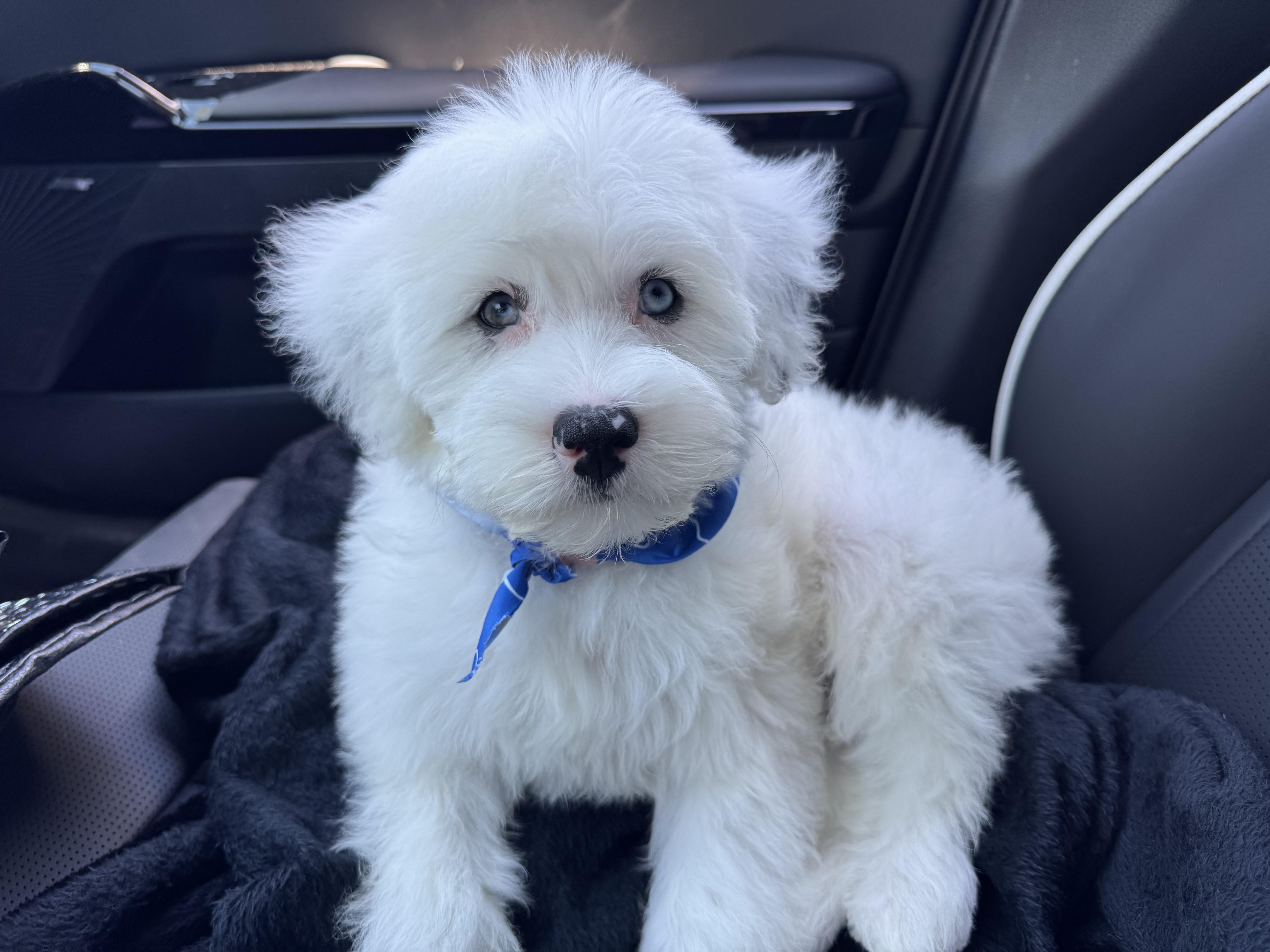 Sploot, an adoptable Aussiedoodle in ontario, CA, 91762 | Photo Image 2
