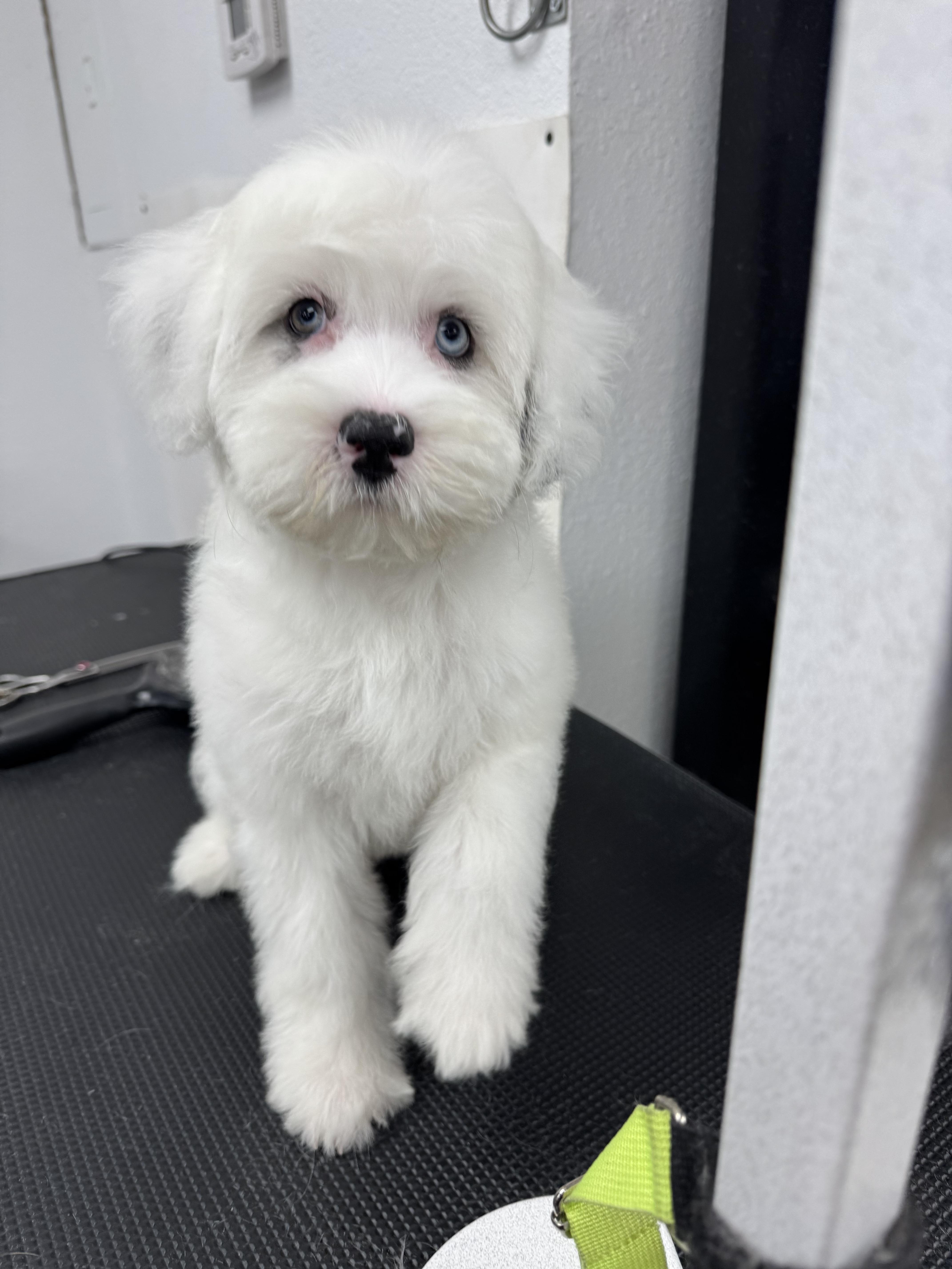 Sploot, an adoptable Aussiedoodle in ontario, CA, 91762 | Photo Image 3