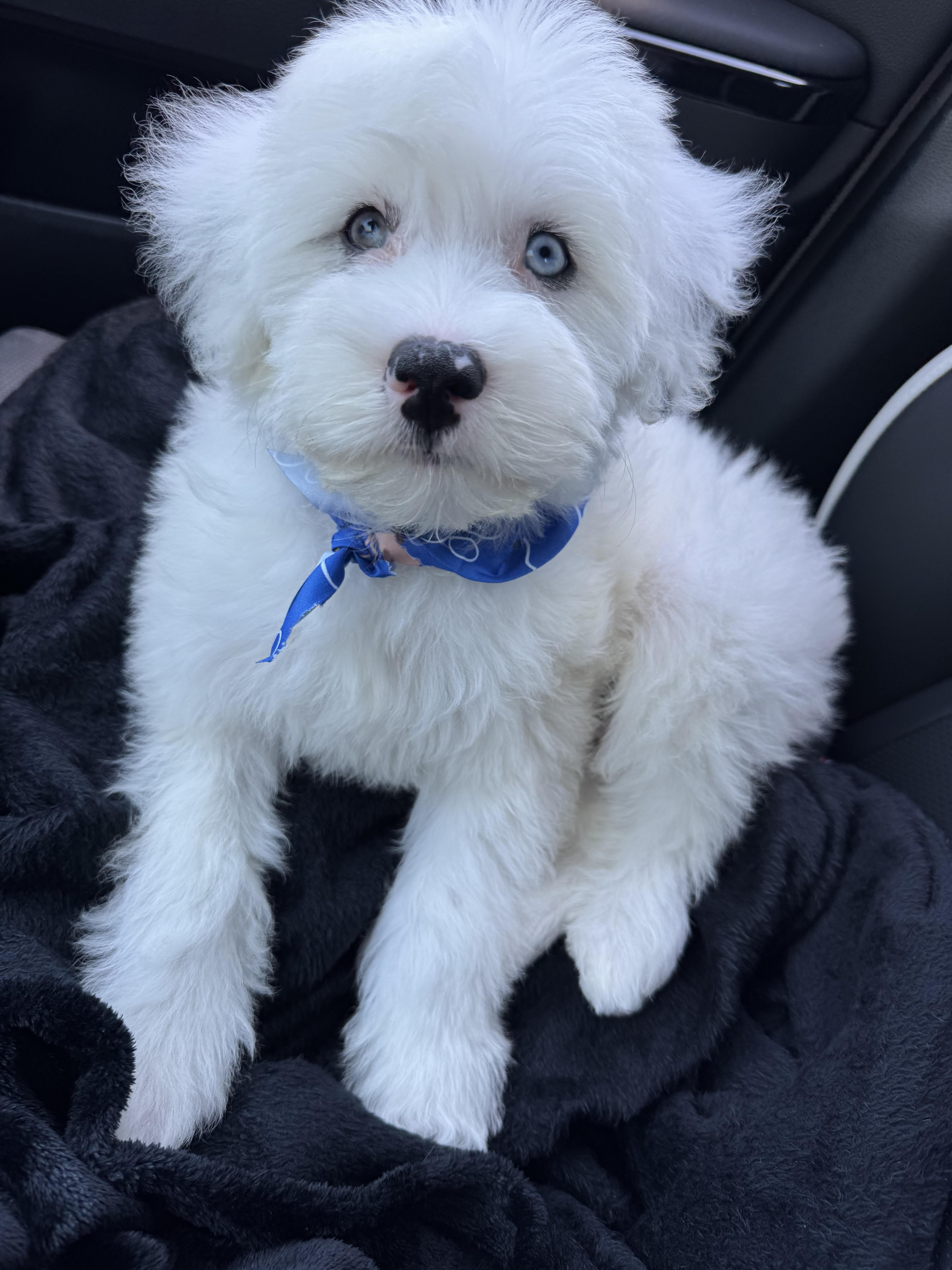 Sploot, an adoptable Aussiedoodle in ontario, CA, 91762 | Photo Image 4
