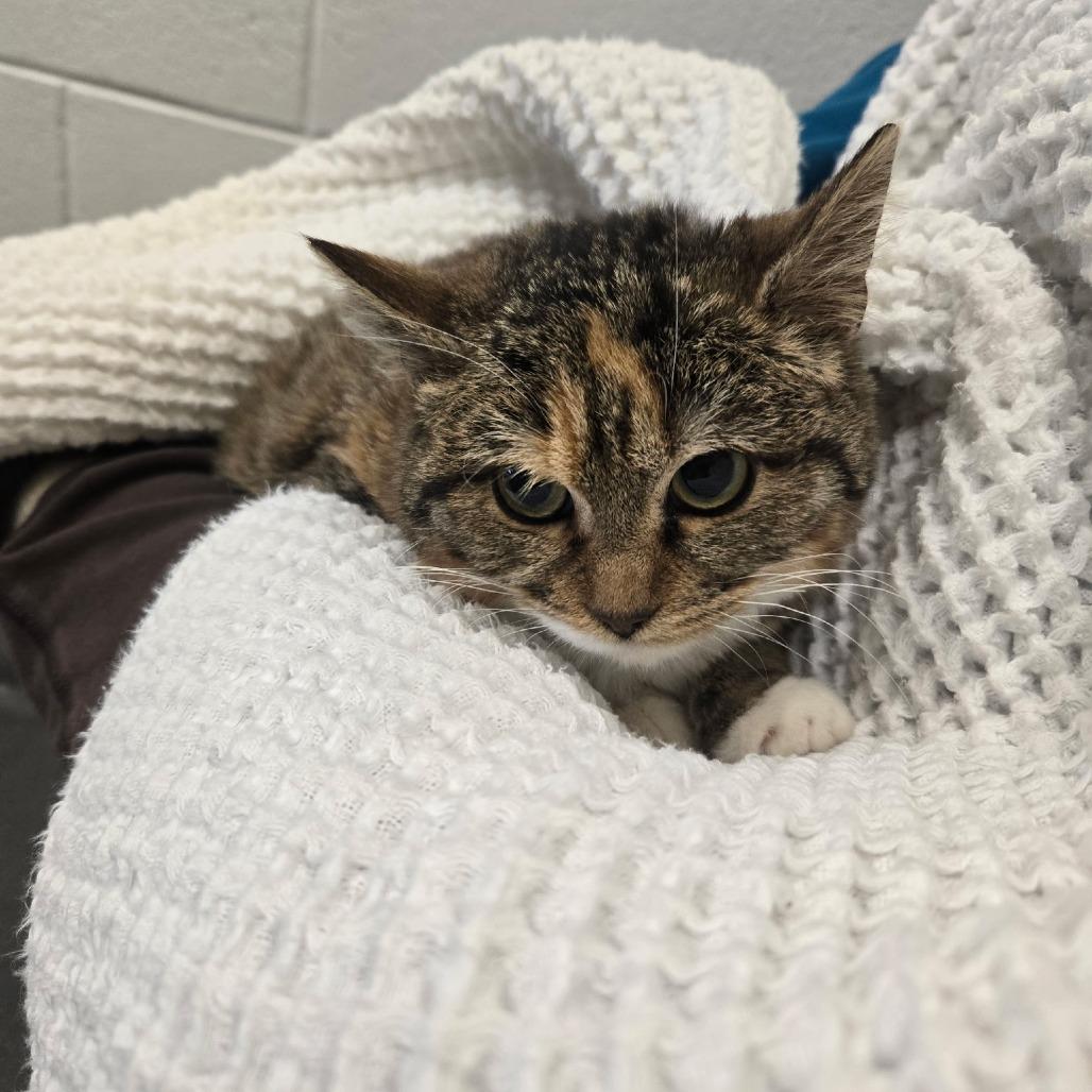 GiGi, Adoptable, Adult Female Domestic Short Hair.