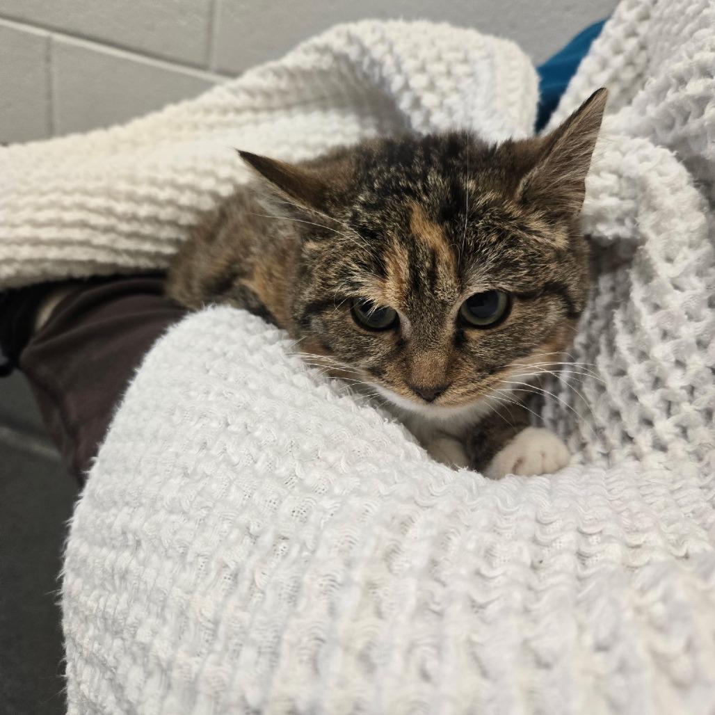 Enlarge GiGi, a Adoptable Domestic Short Hair in Richmond, VA image 2/3