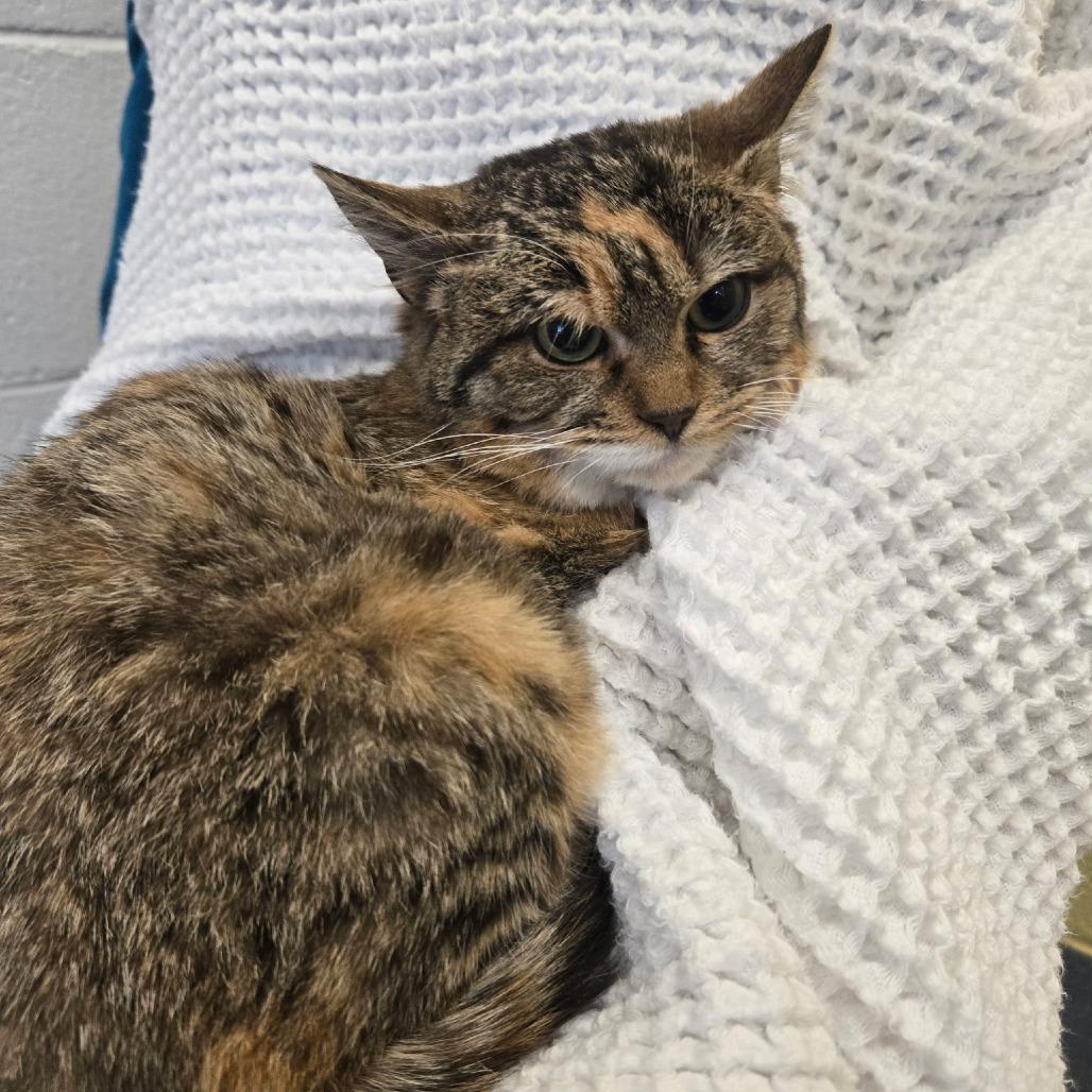 Enlarge GiGi, a Adoptable Domestic Short Hair in Richmond, VA image 3/3